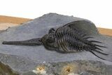 Rare, Psychopyge Termierorum Trilobite - Top Quality Specimen #301938-1